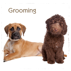 Woolston Dog groomer