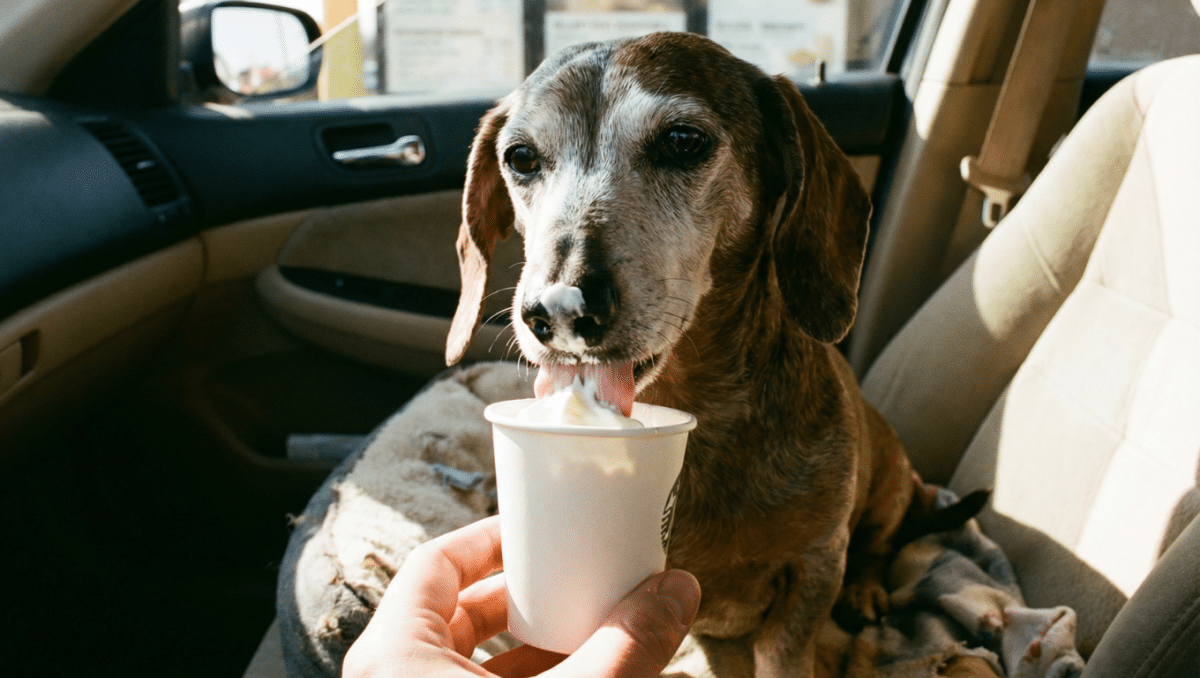Senior dachshund licking a pup cup held by a human inside a car.